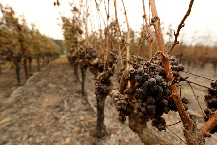 How climate change is impacting the wine and spirits industries