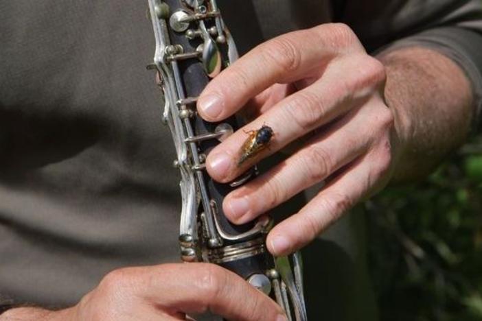 David Rothenberg takes his clarinet out to the park to play music with the cicadas.