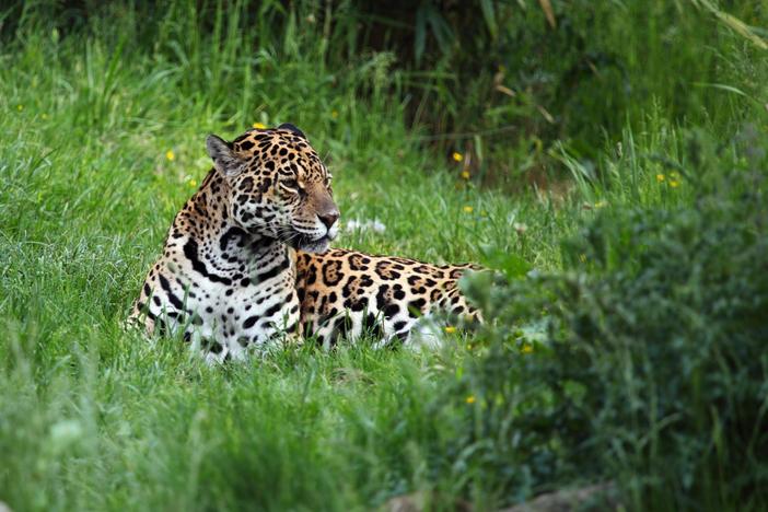 Group aims to reintroduce Jaguars — once nearly hunted to extinction — to Argentina