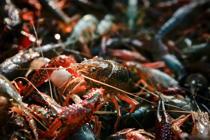 Extreme drought in Louisiana threatens to create a crawfish shortage