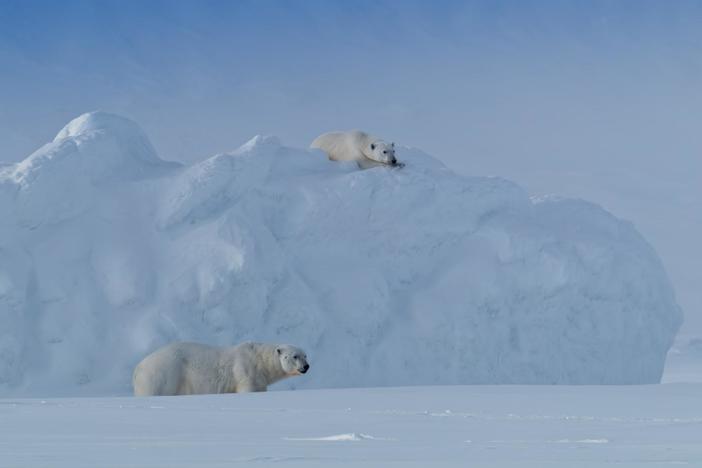 A male polar bear's pursuit of love in the frozen Arctic wilderness.