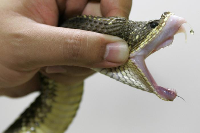 The public health crisis you may not know about: snakebites