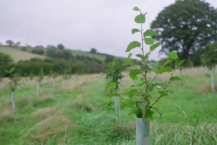 Britain invests in planting forests to fight climate change