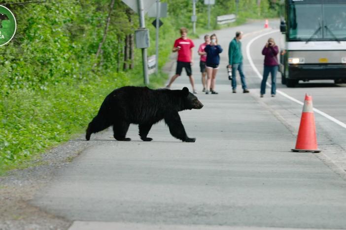 A black bear teaches her cubs the highway code by showing them how to cross a road safely.