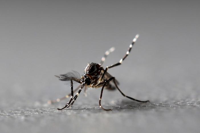 Florida has a dengue problem. The solution may be more mosquitoes