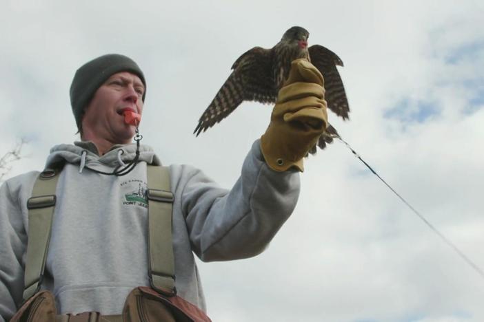 A look inside the ancient sport of falconry practiced by hunters today
