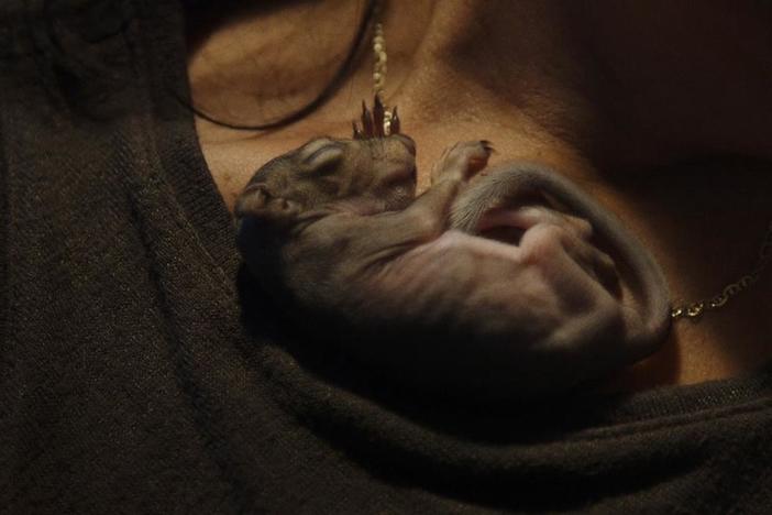 After her son leaves home, a Polish mother fills her empty nest with a baby squirrel.