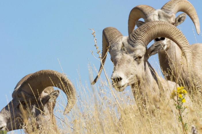 Uncover the pervasive epidemic that threatens bighorn sheep.