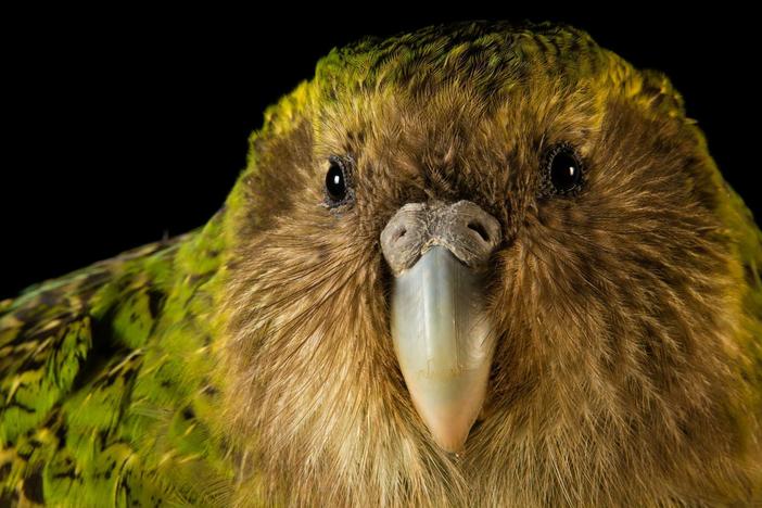 Scientists in New Zealand are working to save this curious-looking bird from extinction.