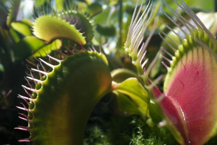 Venus Flytraps use two systems to make sure they're catching prey worth eating.