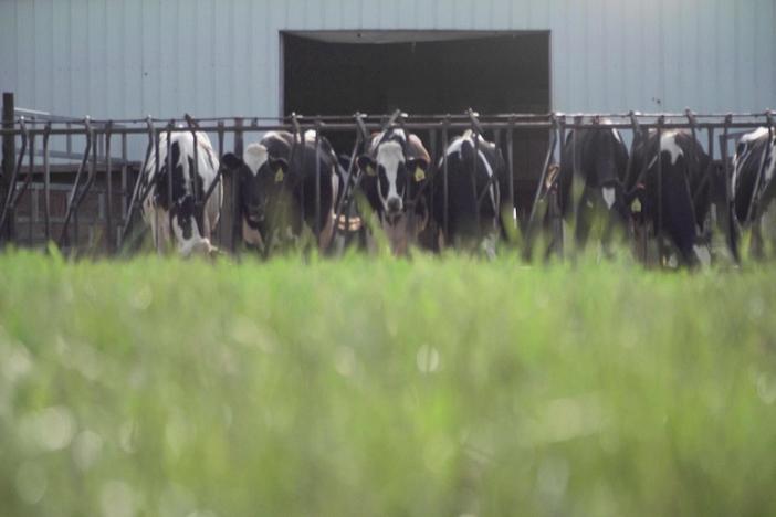 Americans may soon pay more for milk, cheese as rising heat stresses livestock