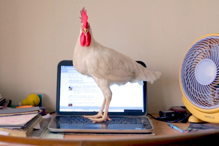 A suburban Mumbai household is turned topsy-turvy when a chicken is adopted as a pet.