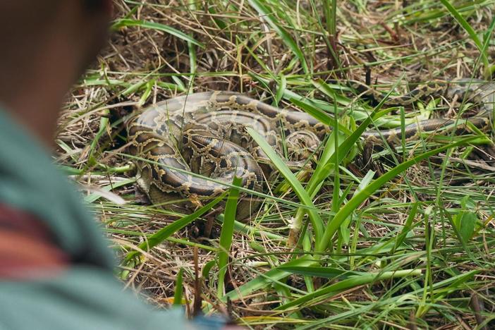 Biologists work tirelessly to radio track Burmese Pythons deep in Florida's marshland.