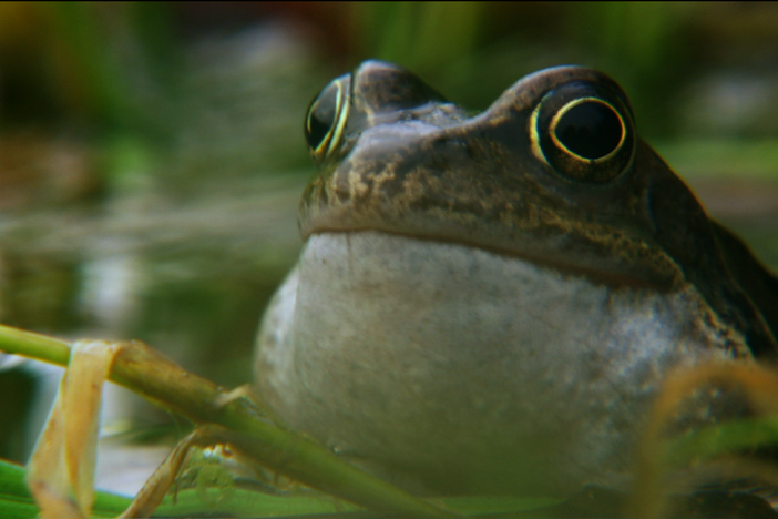 A scene of frogs in mating season: the call of the males, the journey of the females. 