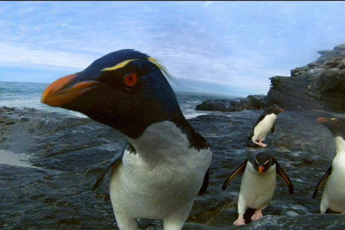 Rockhopper penguins brave crashing waves to reach their breeding grounds. 