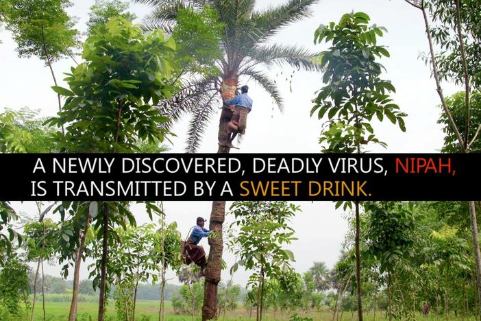 How are a deadly virus, a tree climber, and a bat related? Watch this video to find out.