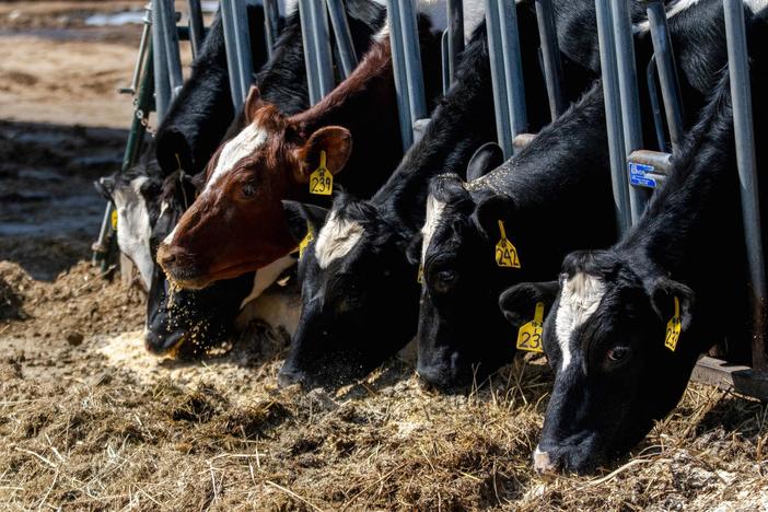 Can a tax on livestock emissions help curb climate change? Denmark aims to find out