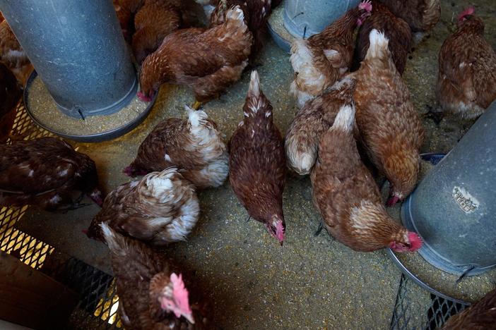 Avian flu strain raises concerns after outbreaks among mammals