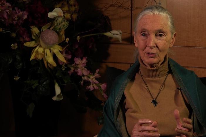 Dr. Jane Goodall: The renowned conservationist on women & conservationism.
