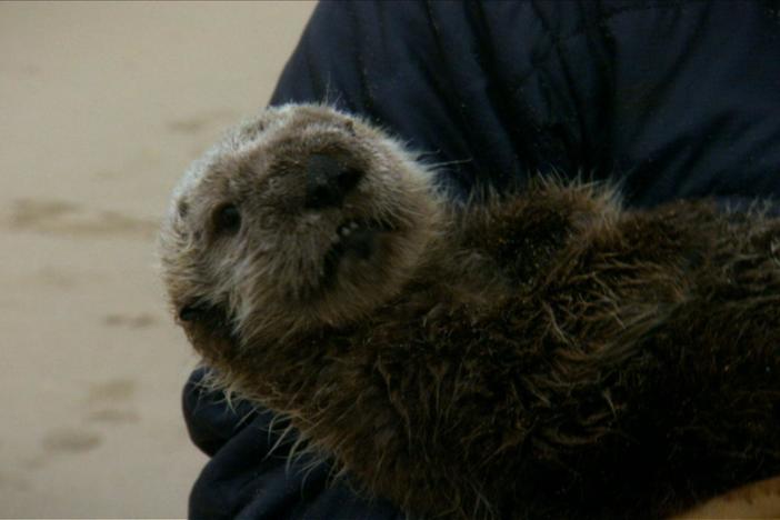 A look at a program that rescues abandoned and injured sea otters in Northern California.