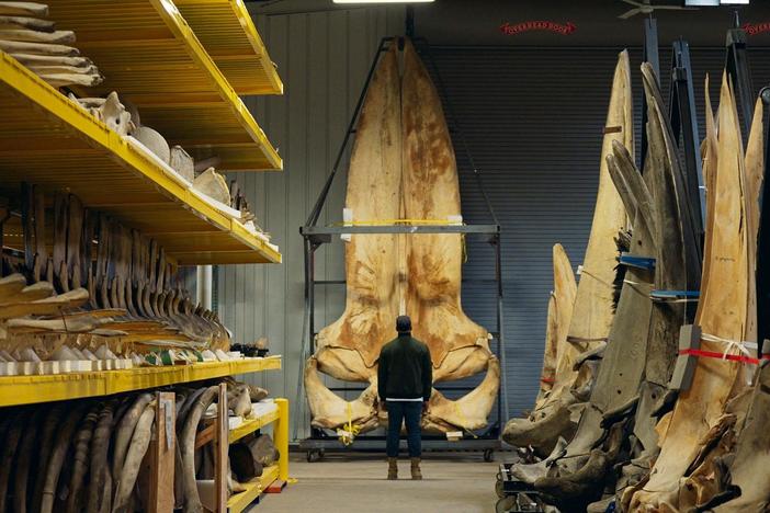 Shane meets Nick Pyenson, a biologist studying ancient and living whales.