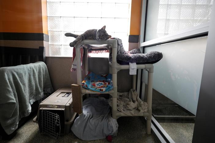 How the video game ‘Stray’ is helping rescue real-life cats