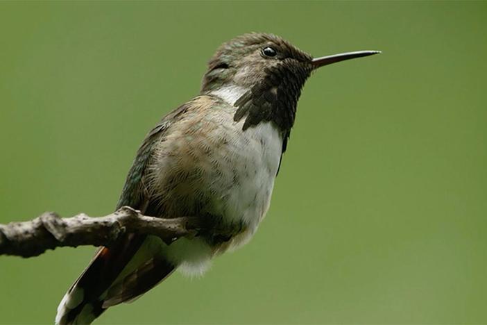 The world's second smallest bird weighs less than a penny but has a big attitude.