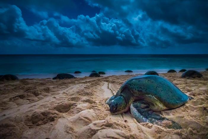 See the island where thousands of green sea turtles come to breed.