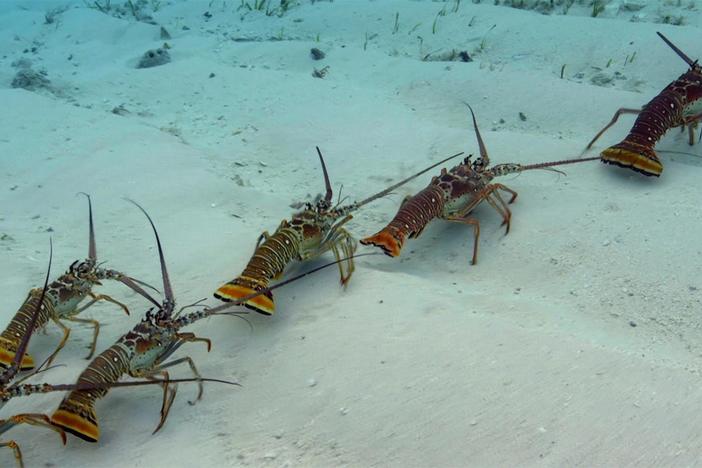 As the storm builds, lobsters gather together for safety.