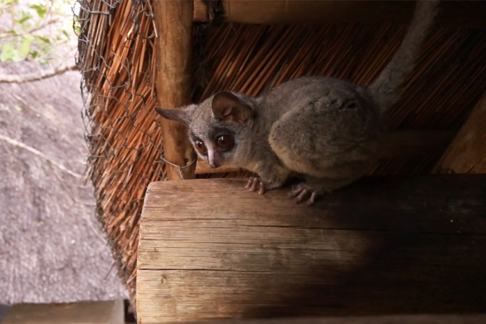 You think your upstairs neighbors are noisy? You haven't met bush babies.