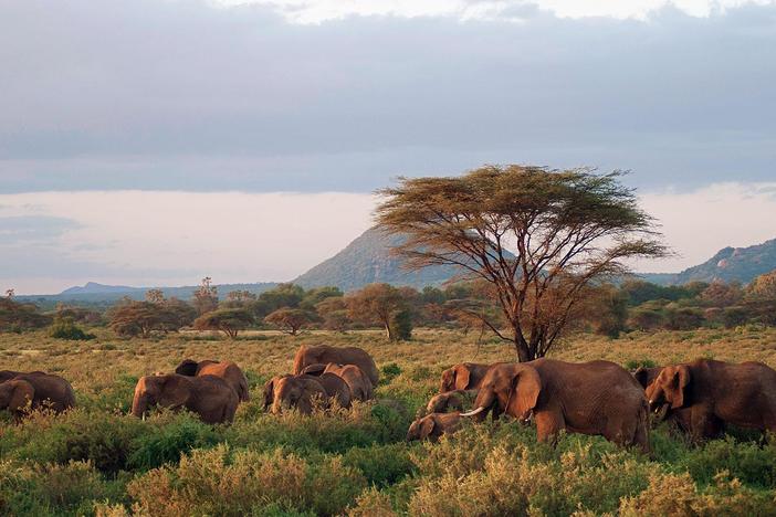 A thousand elephants come together in Kenya at a critical stage of their migration.