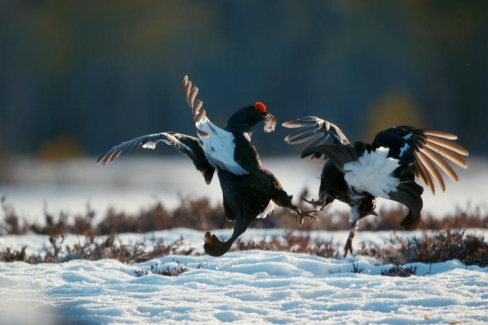 Male black grouse fight it out over mating rights at a lek in Norway.