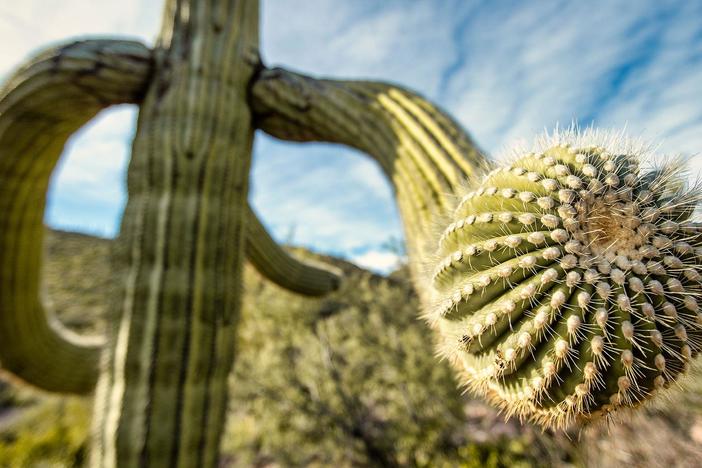 The saguaro features a pleated surface which allows it to expand.