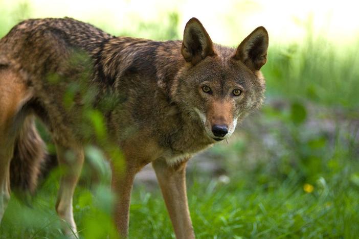 Red Wolf Revival is a short film about the last remaining wild population of red wolves.