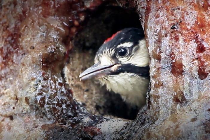 An unlikely alliance is giving the endangered red-cockaded woodpecker a new lease on life.