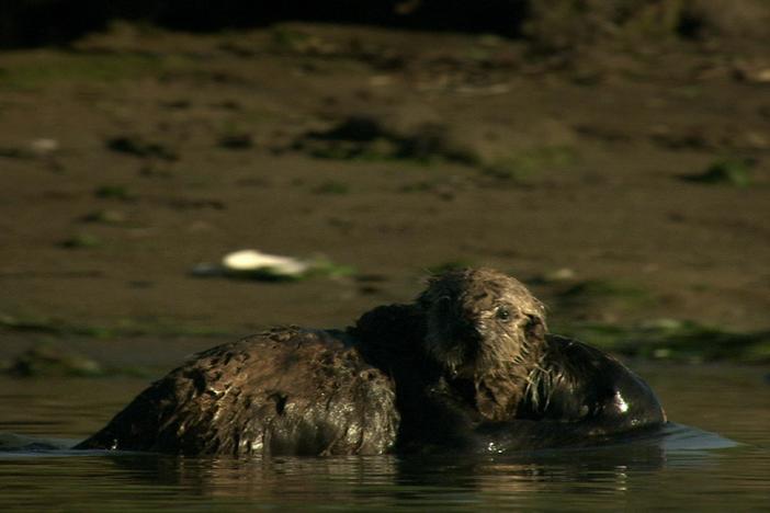 Watch how a mother otter educates her baby.