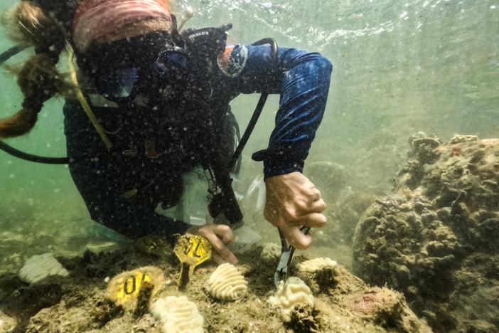 Coral reefs off coast of Florida bleached as water temperatures top 100 degrees Fahrenheit