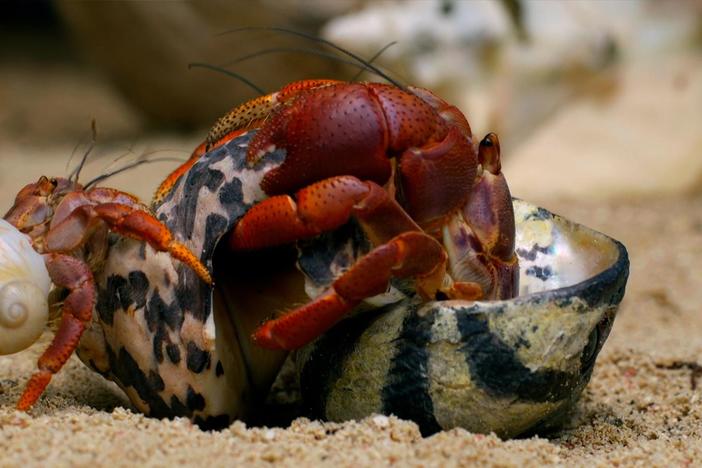 In the tropical paradise of Belize, the hermit crabs have a problem.