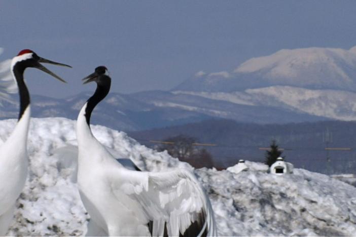 Watch as Japanese cranes perform stunning and intricate courtship dances.