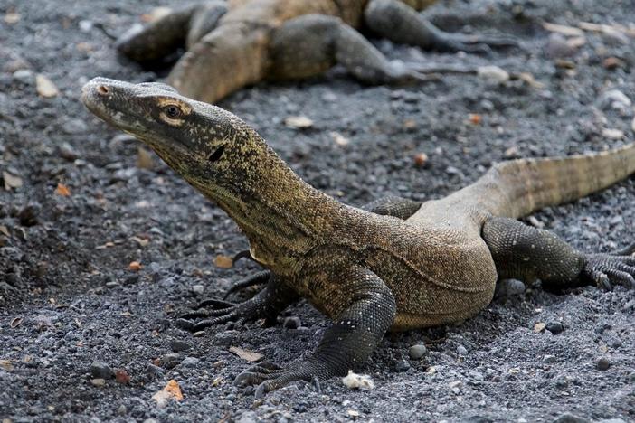 Why large numbers of reptile species face extinction and what that means for our ecosystem