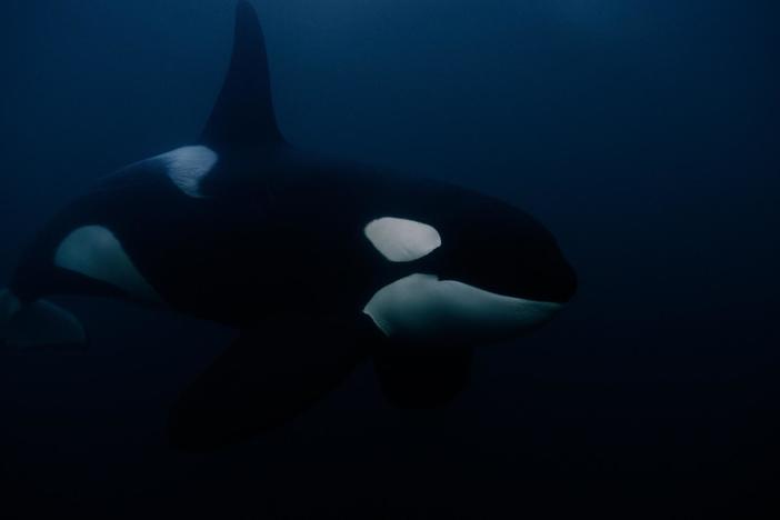 Biologist and photographer, Audun Rikardsen, follows how orcas adapt to a changing world.