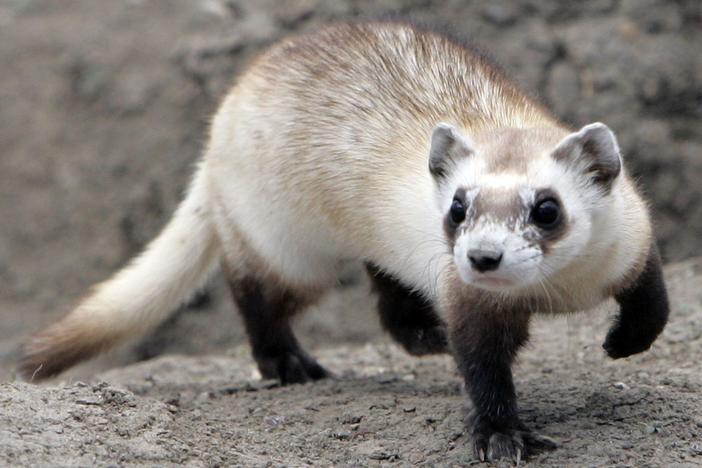 How the black-footed ferret is making a comeback from the brink of extinction