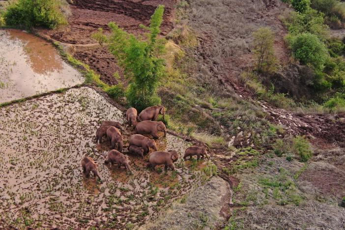 An endangered elephant herd is taking a mysterious trek in China. Are humans to blame?