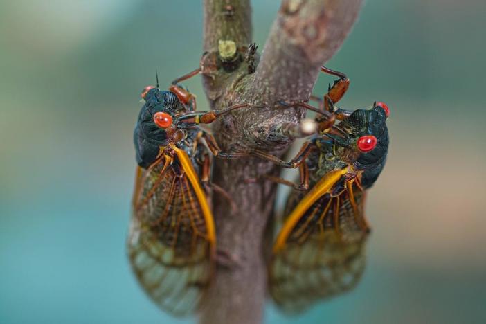 Cicada season: What to expect from the coming brood that's been underground for 17 years