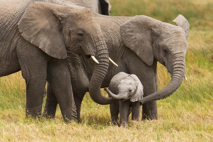 Why U.S. rules aren’t stopping illegal ivory trade at home