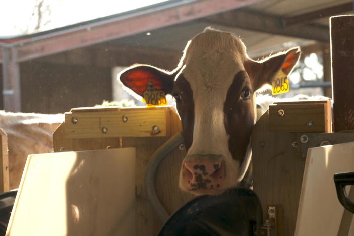 How scientists are reducing methane from cow burps