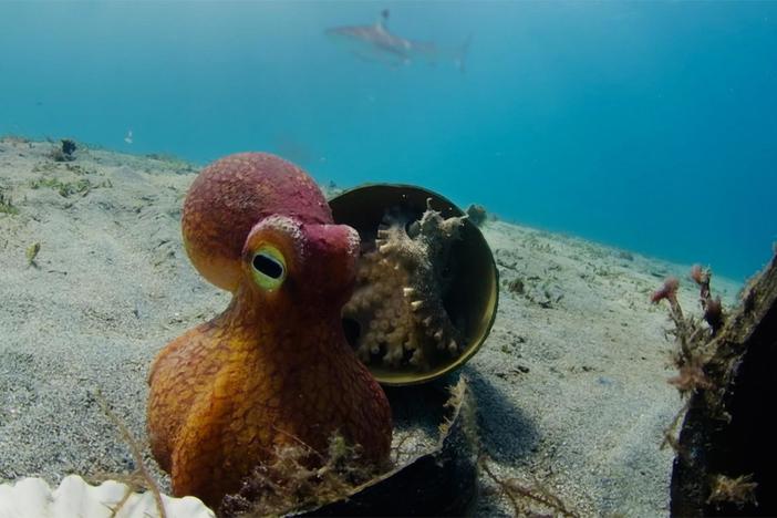 An unlikely ally helps a coconut octopus escape sharks.
