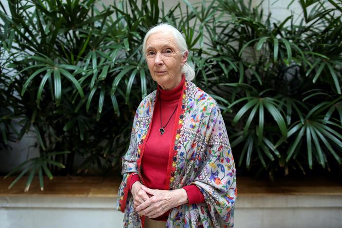Jane Goodall on animal-human interconnectedness amid the pandemic