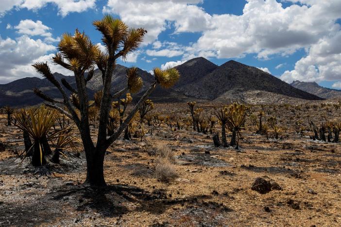 Mojave Desert wildfire threatens California's iconic Joshua trees
