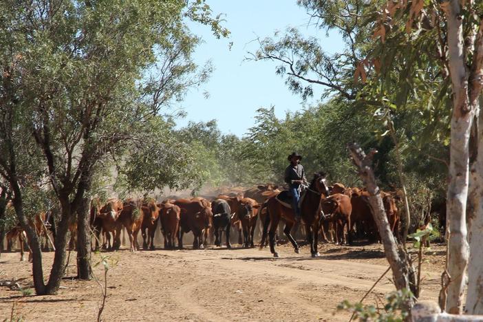 Australia's cattle stations are the biggest in the world.